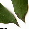 SpeciesSub: subsp. tasmaniensis